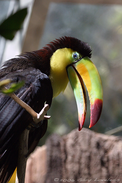 "Tucan Tu"  A Tucan at Seattle's Woodland Park Zoo